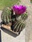 Preview: Echinocereus spec. BL violett
